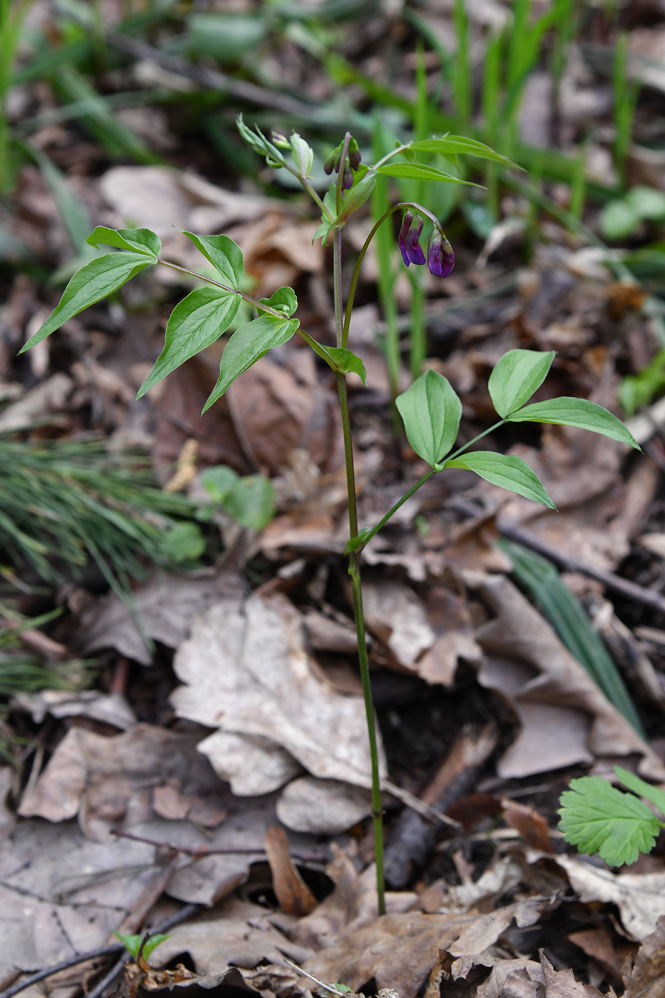 Изображение особи Lathyrus vernus.