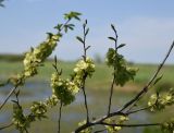 Ulmus minor. Плодоносящая ветвь. Луганская Народная Республика, Свердловский р-н, окр. с. Провалье, берег пруда. 7 мая 2023 г.