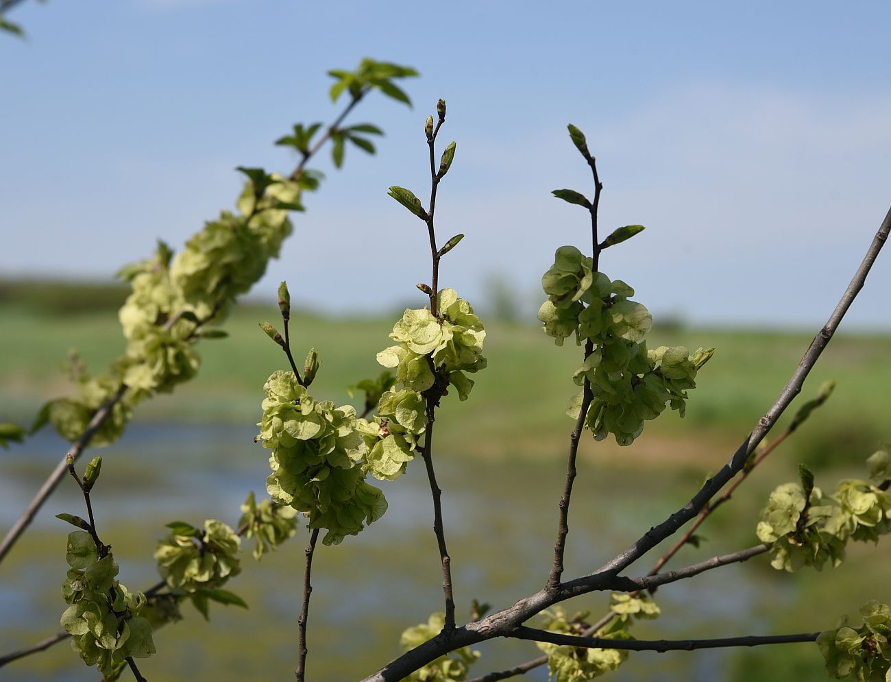 Изображение особи Ulmus minor.