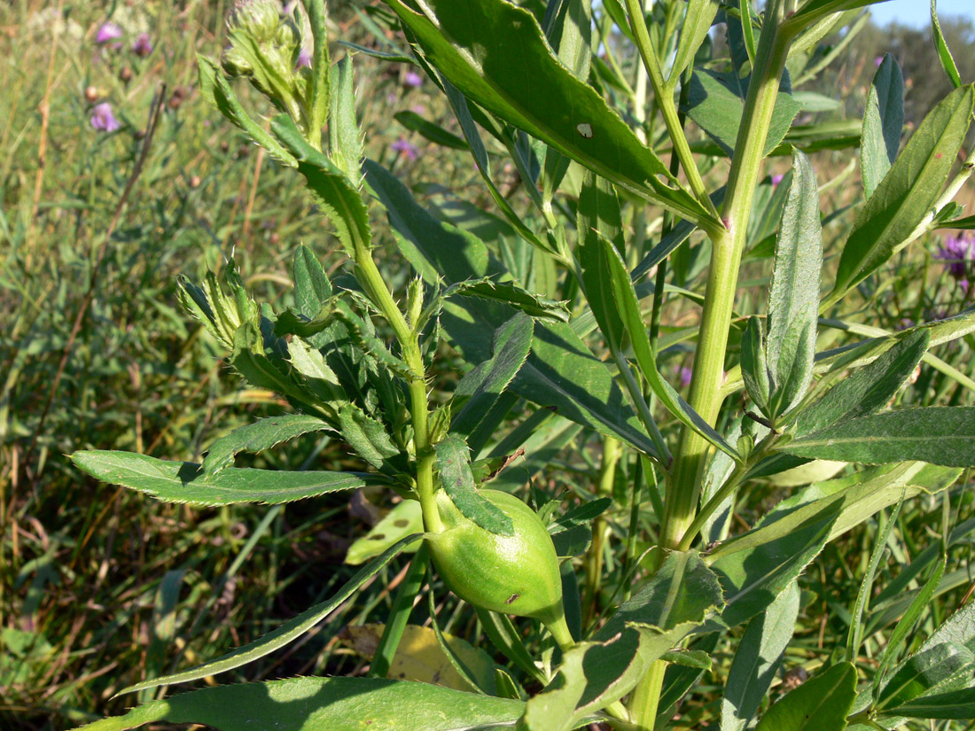 Изображение особи Cirsium setosum.