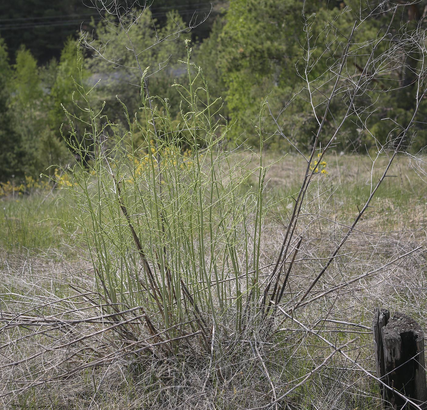 Image of Asparagus officinalis specimen.