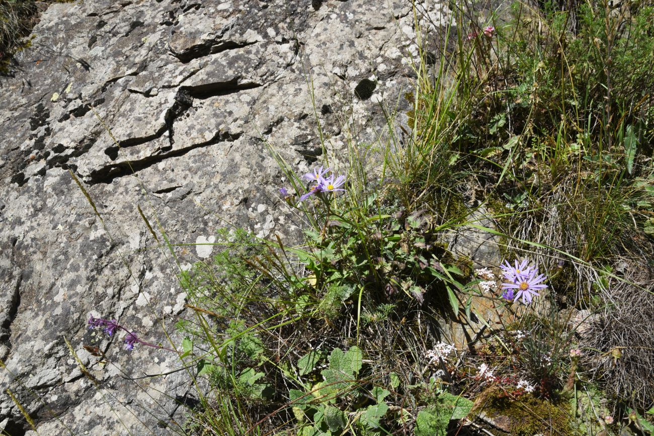 Image of Aster bessarabicus specimen.