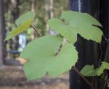 Vitis amurensis. Верхушка побега. Пермский край, г. Пермь, Кировский р-н, кладбище \"Закамское\", в культуре. 09.06.2023.