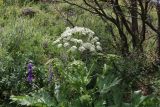 genus Heracleum