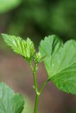 Physocarpus opulifolius. Верхушка побега с формирующимся соцветием. Карельский перешеек, окр. Сертолово, просека в смешанном лесу. 04.07.2020.