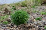 Galium verum