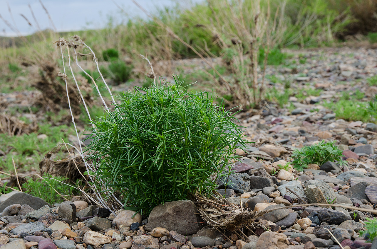 Изображение особи Galium verum.