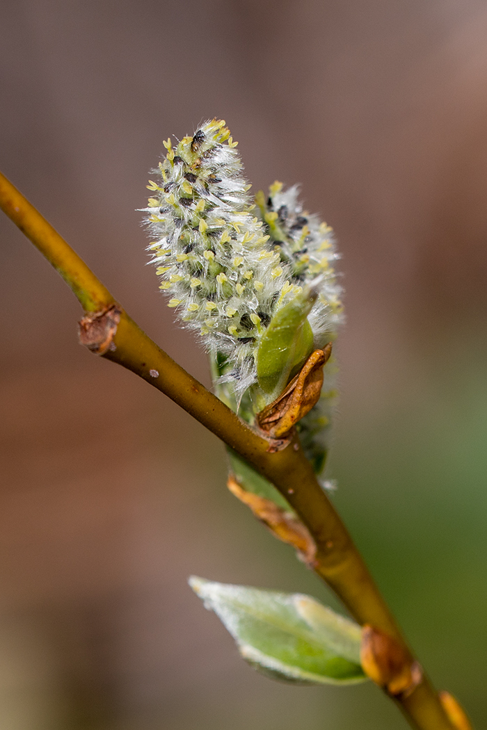 Image of genus Salix specimen.