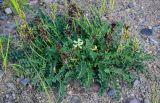 Astragalus schelichowii