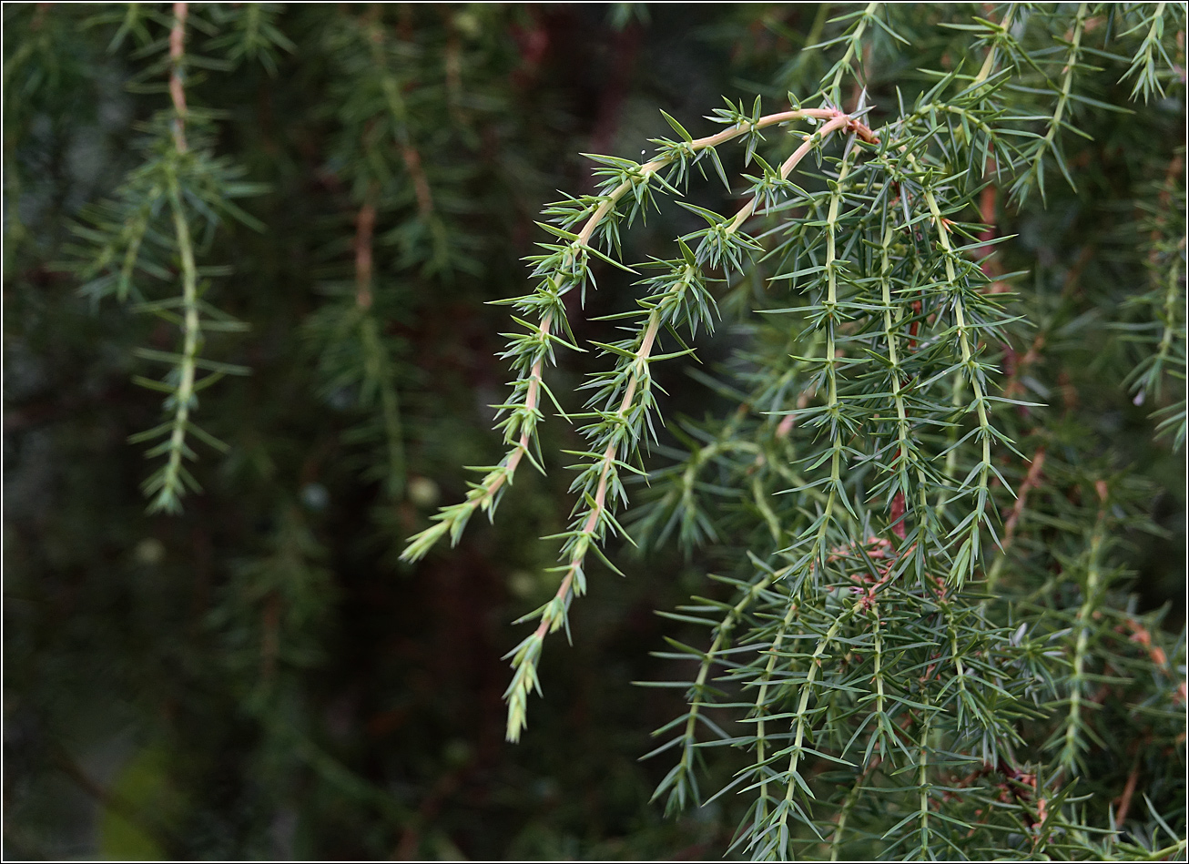 Image of Juniperus communis specimen.