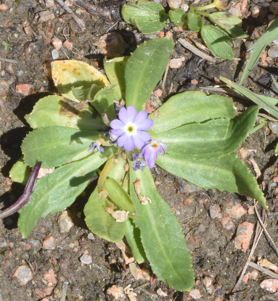 Image of Primula algida specimen.