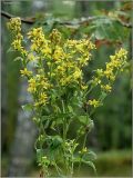 Solidago virgaurea. Верхушка цветущего растения. Тверская обл., Ржевский р-н, р. Волга, окр. переката Рождественский. 4 августа 2010 г.