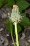 Taraxacum modestum