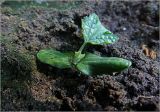 Luffa aegyptiaca. Проросток. Московская обл., Раменский р-н, окр. дер. Хрипань, садовый участок. 10.06.2023.