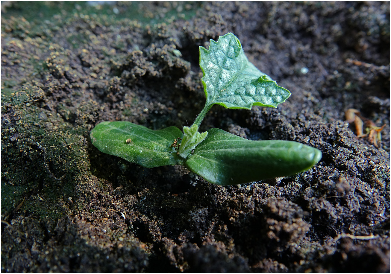 Изображение особи Luffa aegyptiaca.