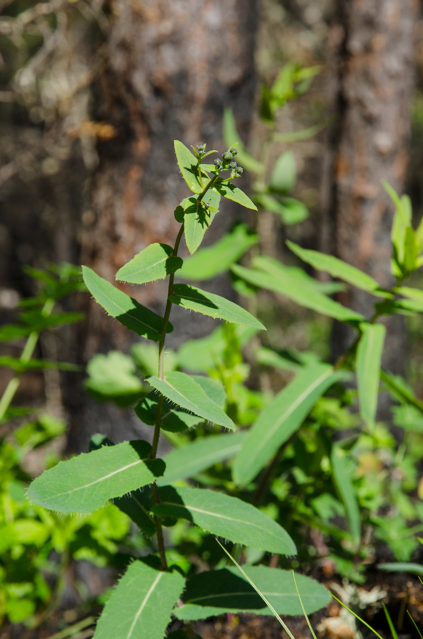 Изображение особи род Hieracium.