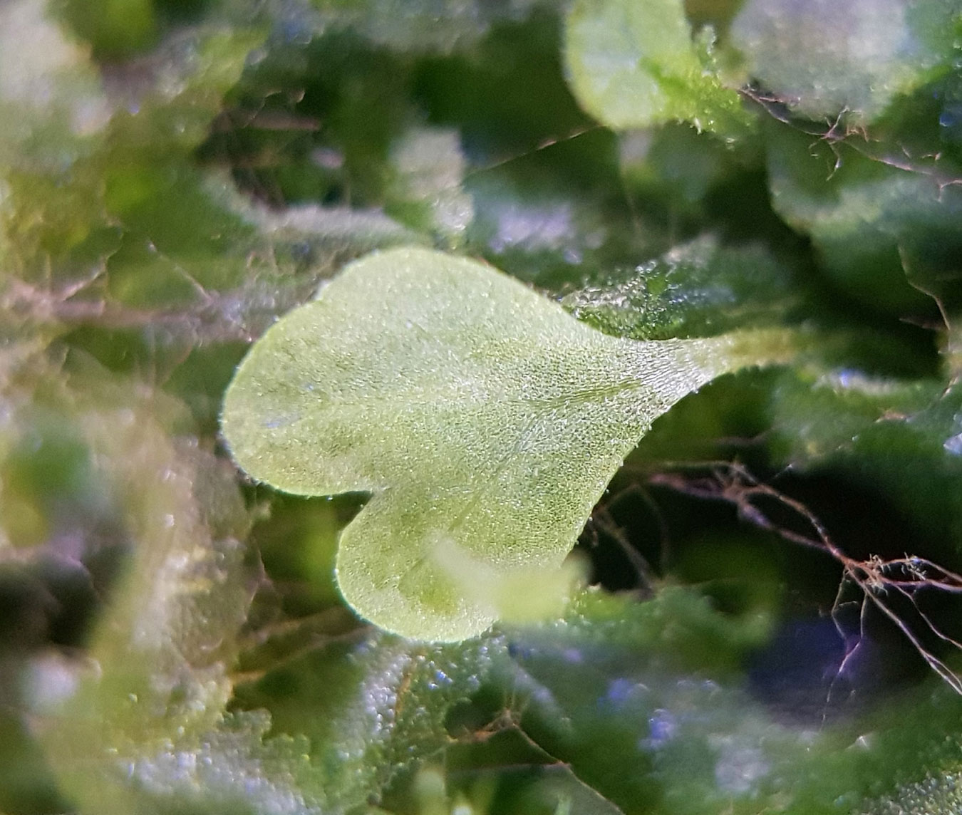 Image of Dryopteris sieboldii specimen.