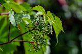 Parthenocissus quinquefolia. Верхушка побега с соцветием на стадии бутонизации. Грузия, Самцхе-Джавахети, г. Боржоми, в культуре. 14.06.2023.