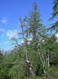 Betula pubescens