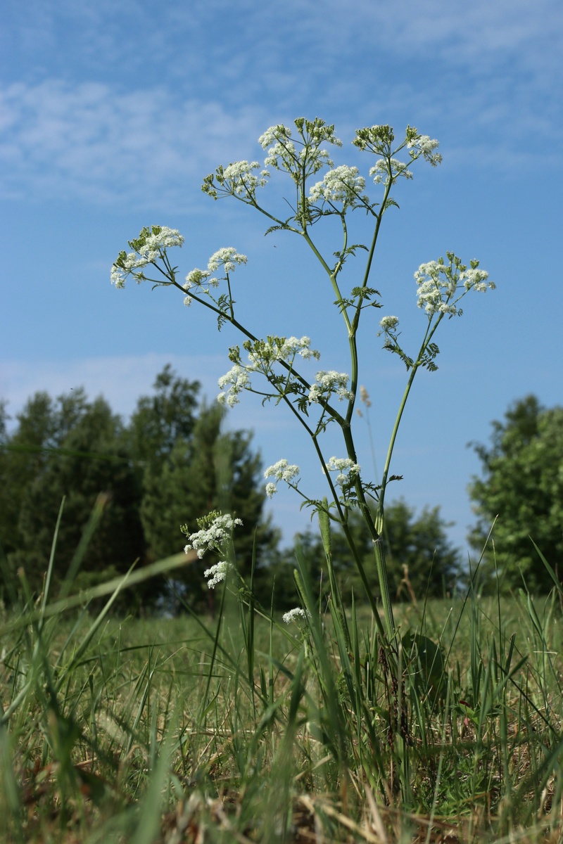 Изображение особи Anthriscus sylvestris.