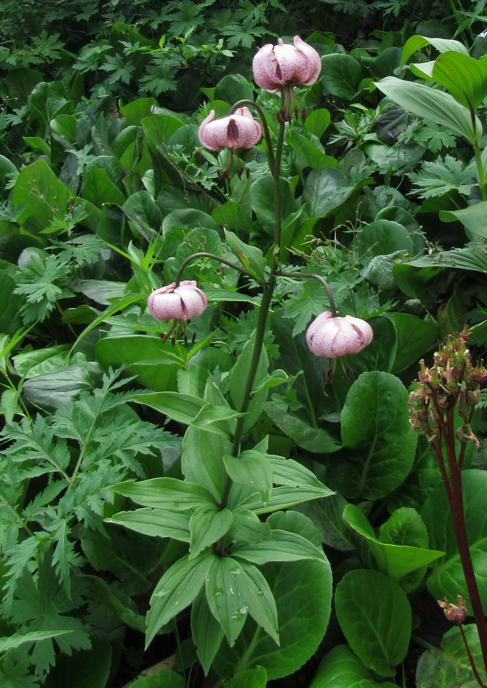 Изображение особи Lilium pilosiusculum.