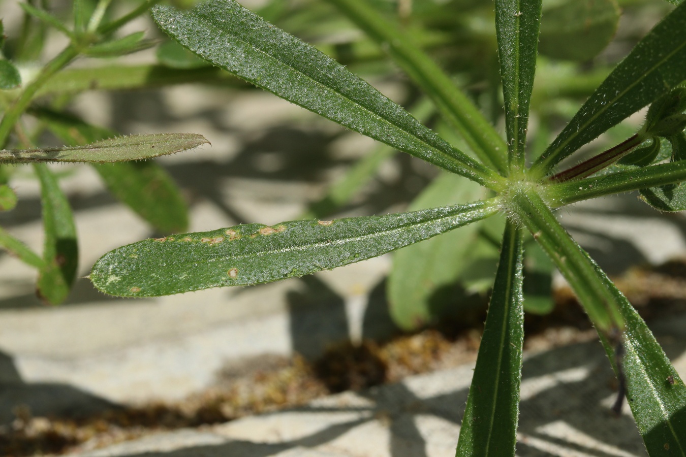 Изображение особи Galium aparine.