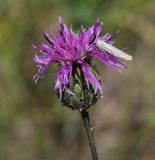 Centaurea scabiosa. Соцветие с сидящей бабочкой. Пермский край, Кунгурский р-н, окр. дер. Дейково, ур. Греховская гора, разнотравный луг на вершине урочища. 06.08.2023.