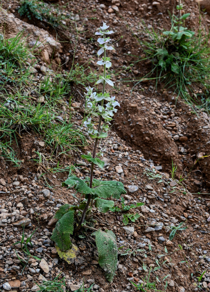 Изображение особи Salvia sclarea.