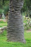 Butia capitata