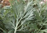 Artemisia absinthium