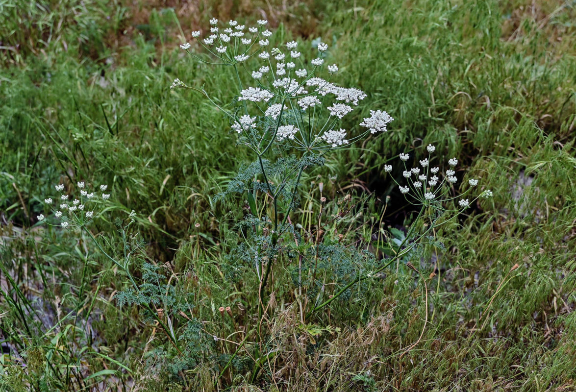 Изображение особи Astrodaucus orientalis.