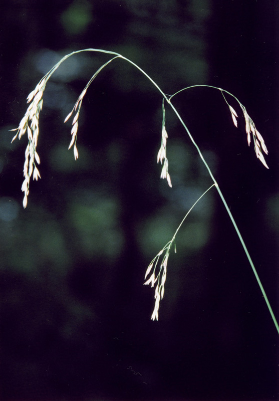 Изображение особи Festuca altissima.