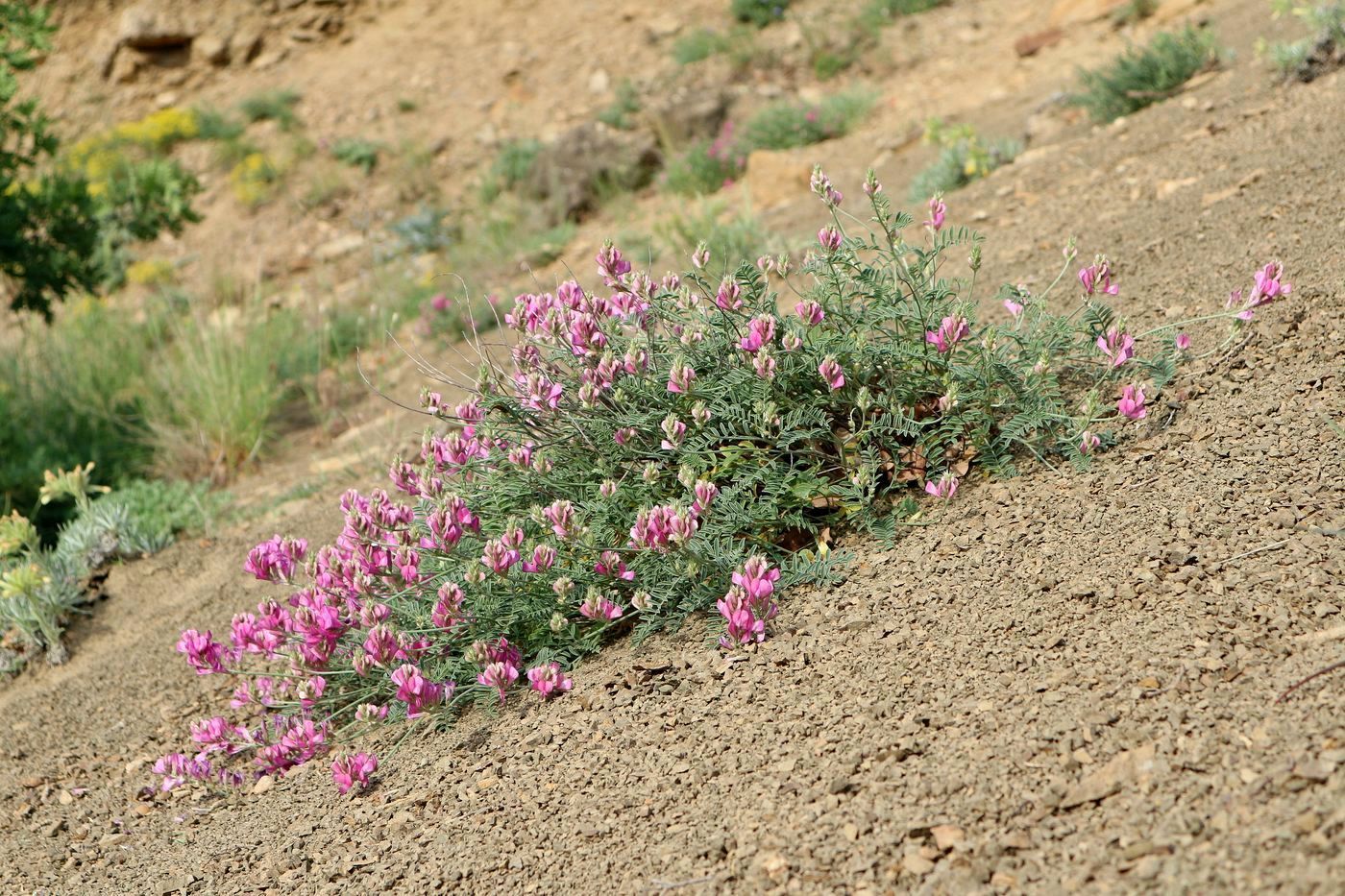 Image of Hedysarum tauricum specimen.