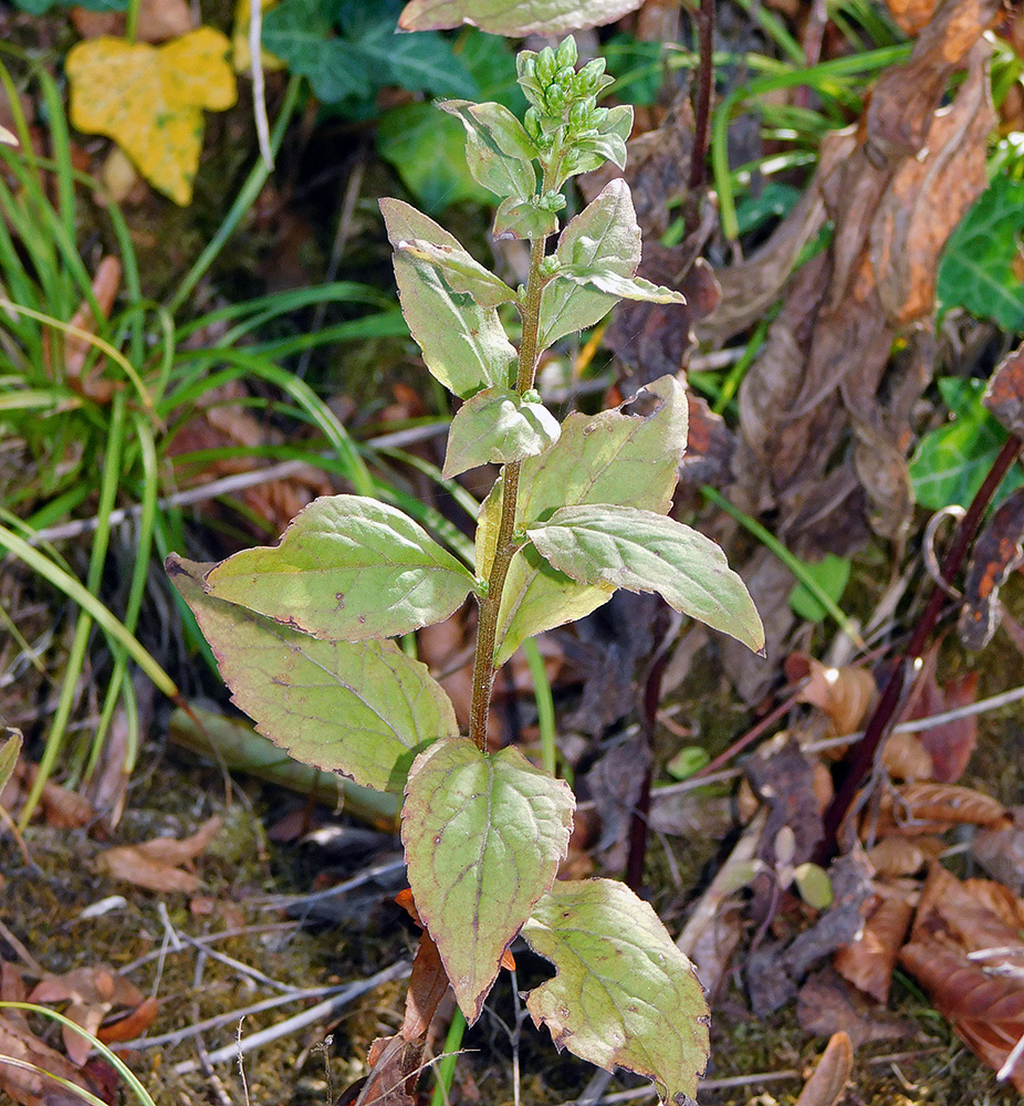 Изображение особи Solidago virgaurea.