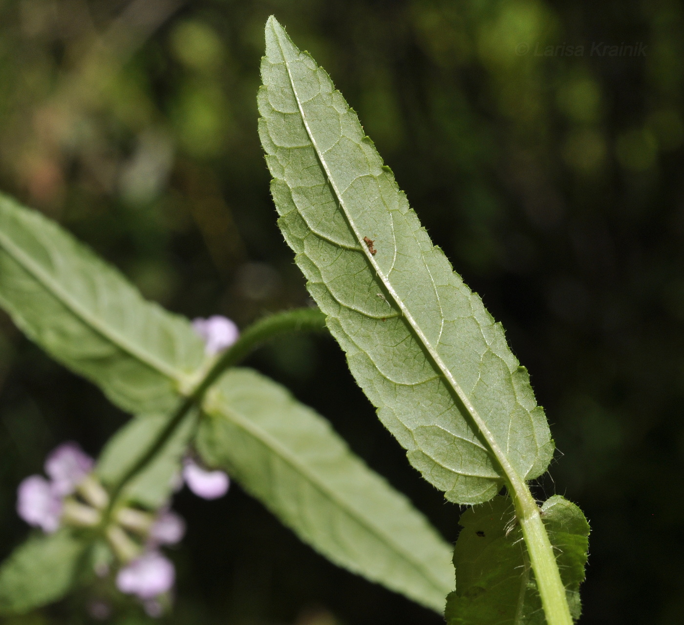 Изображение особи Stachys aspera.