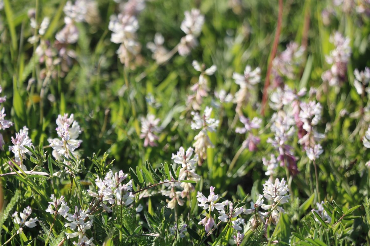 Изображение особи Polygala major.