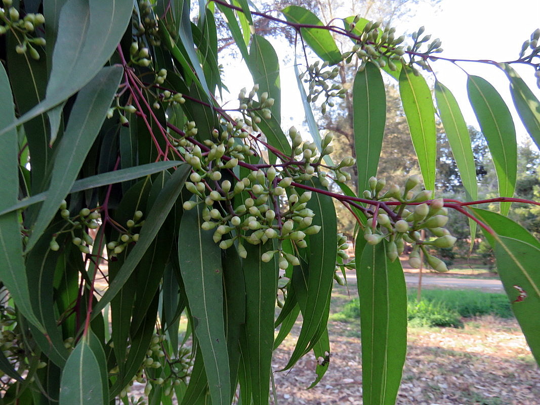 Image of Corymbia maculata specimen.