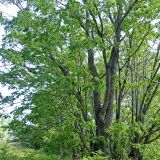 Phellodendron amurense