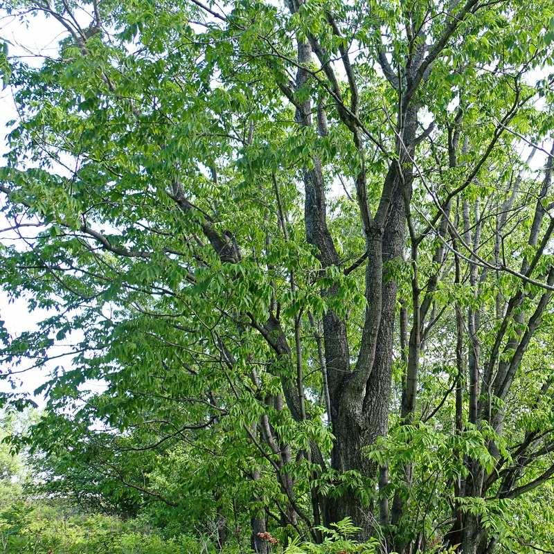 Image of Phellodendron amurense specimen.