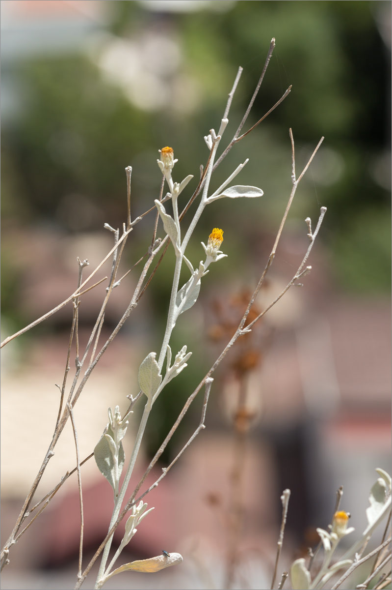 Image of Inula heterolepis specimen.