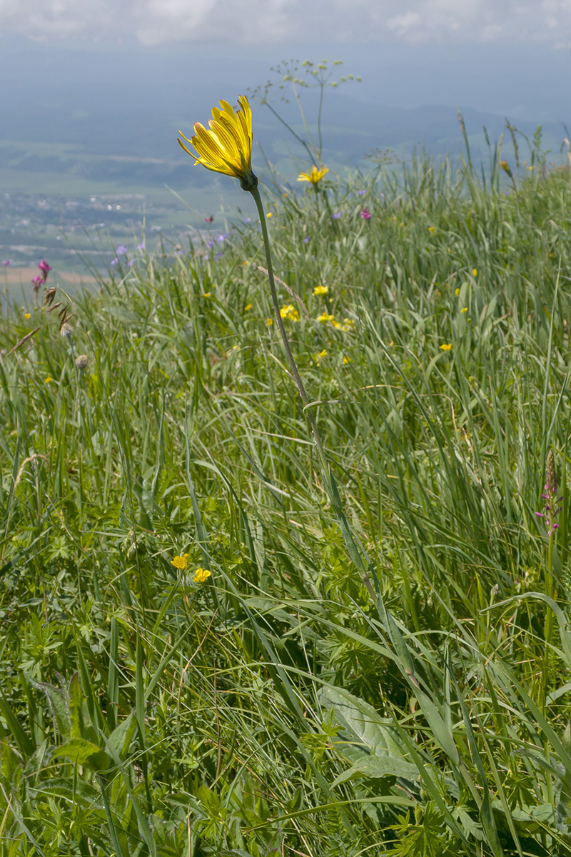 Image of Tragopogon reticulatus specimen.