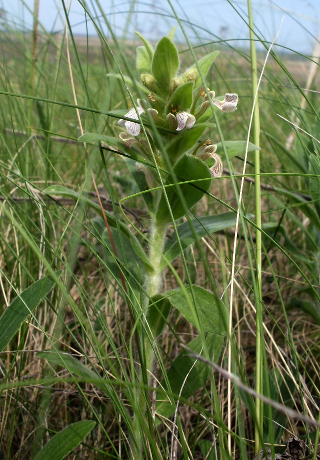 Image of Ajuga laxmannii specimen.