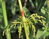 Equisetum sylvaticum