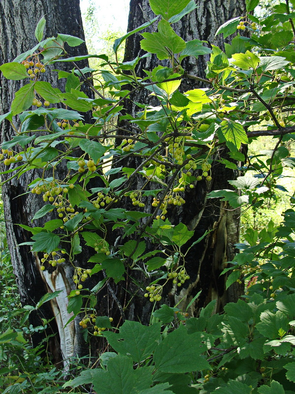 Изображение особи Viburnum sargentii.