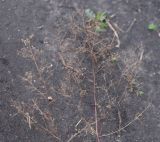 Thalictrum minus