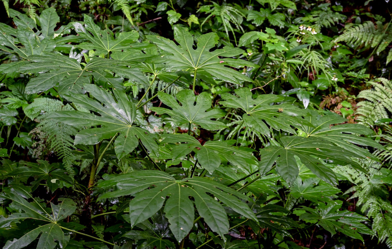 Image of Fatsia japonica specimen.