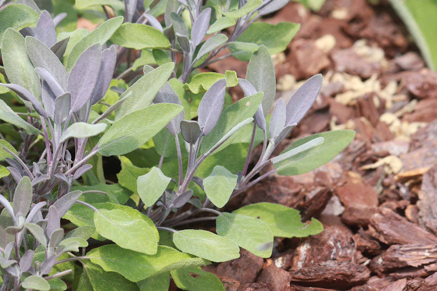 Изображение особи Salvia officinalis.