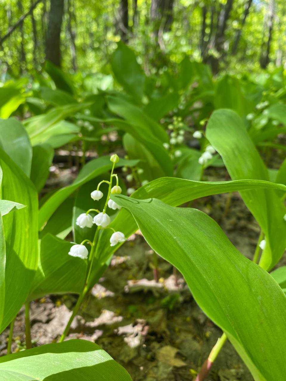 Image of Convallaria majalis specimen.