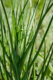 genus Tragopogon. Верхушка побега с развивающимся соцветием. Челябинская обл., Кизильский р-н, Кизильское сельское поселение, заросшая клумба ок. придорожного кафе. 27 мая 2024 г.