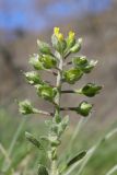 Alyssum minutum